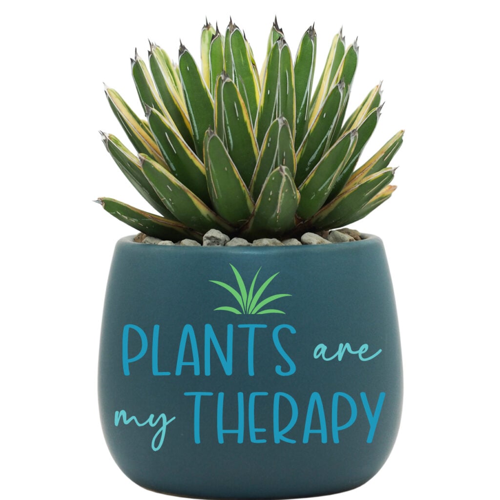 Mockup of small plant with decorated pot for a gift idea.